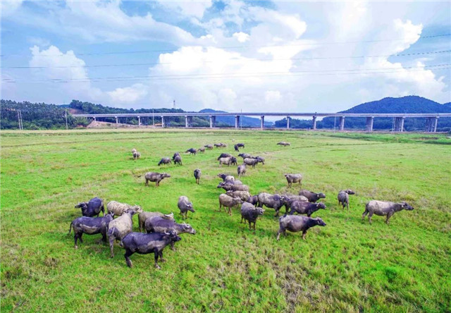 1536145154202120.jpg 111_副本.jpg